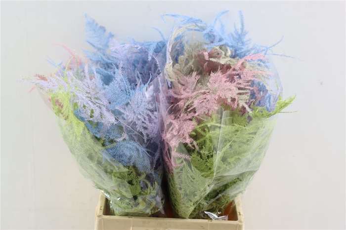 <h4>Asparagus Kbh Kort Pastel Mix</h4>