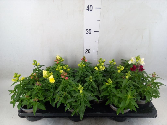 <h4>Antirrhinum majus   ...mix</h4>