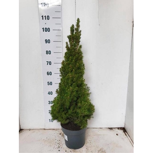 PICEA GL CONICA