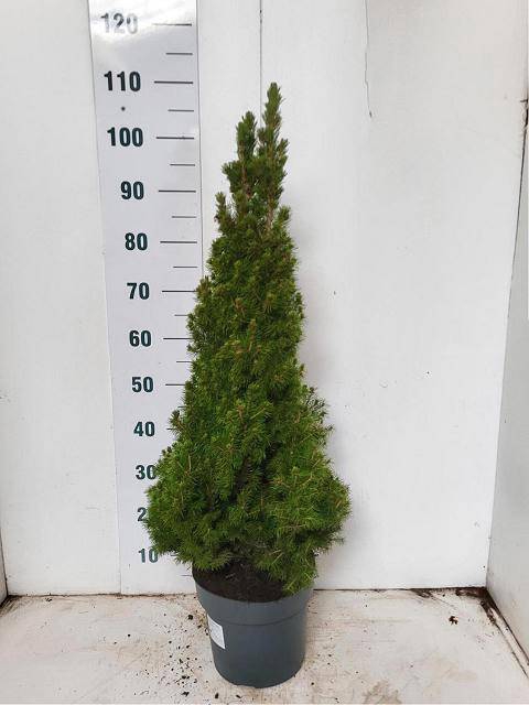 <h4>PICEA GL CONICA</h4>