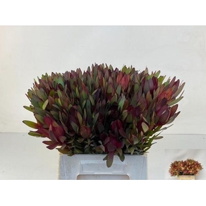 LEUCAD SAFARI SUNSET