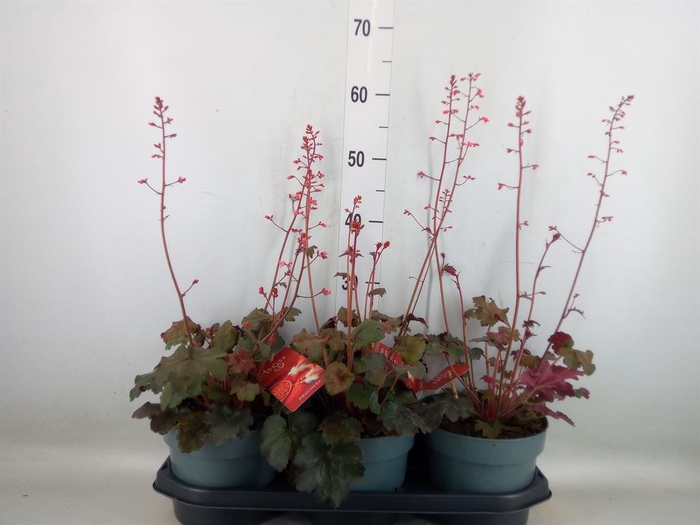 <h4>Heuchera   ...</h4>