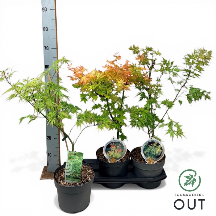 <h4>ACER PALMATUM</h4>