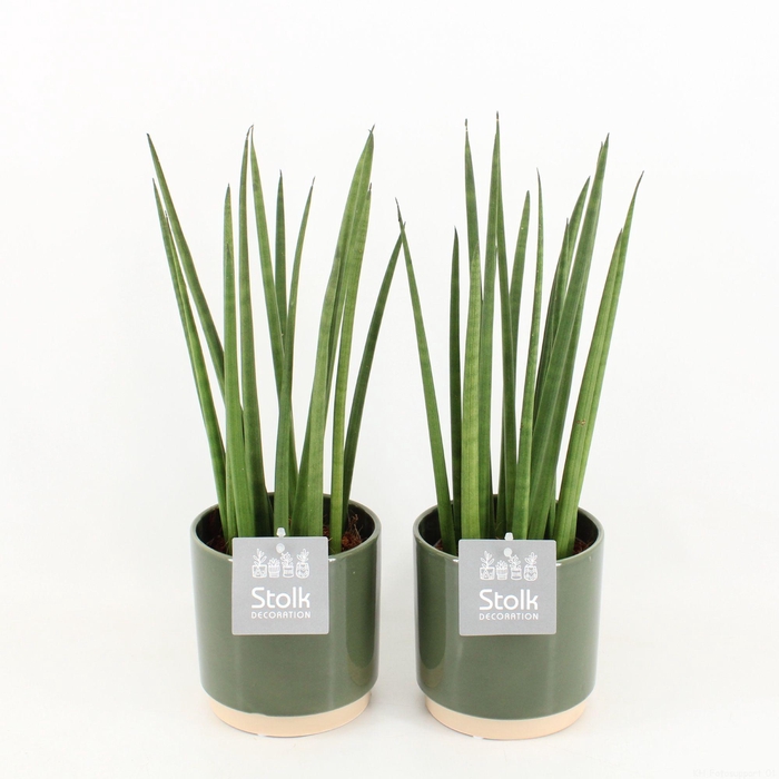 <h4>Sansevieria Cylindrica in Julia keramiek</h4>