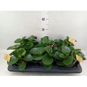 Peperomia obt. 'Green Gold'