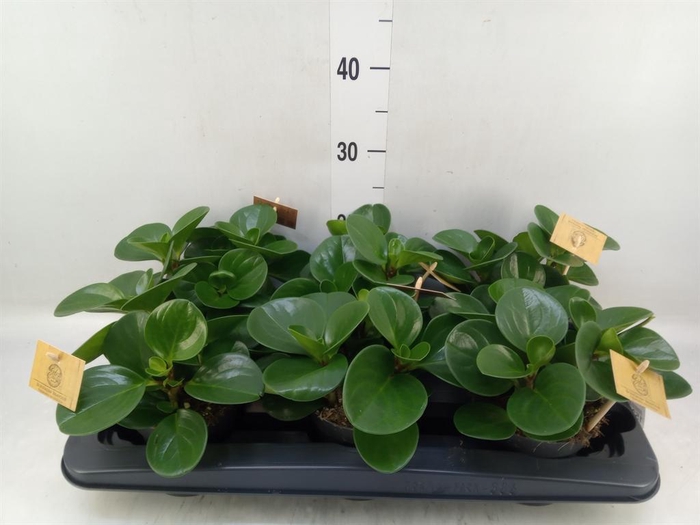 <h4>Peperomia obt. 'Green Gold'</h4>