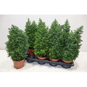 arr8 Cham Th Top Point