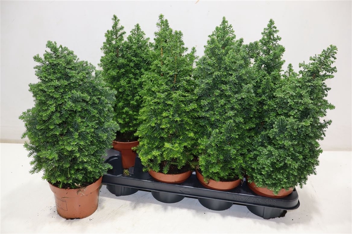 <h4>arr8 Cham Th Top Point</h4>