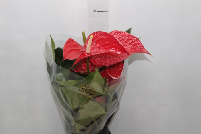 <h4>ANTHURIUM MICHIGAN P17 PREMIUM</h4>