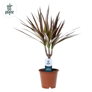 Dracaena Magenta p12