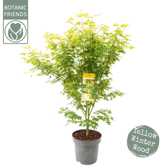 <h4>Acer palmatum</h4>