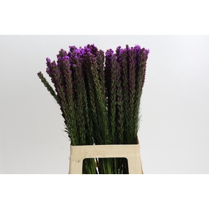 Liatris Callilepis