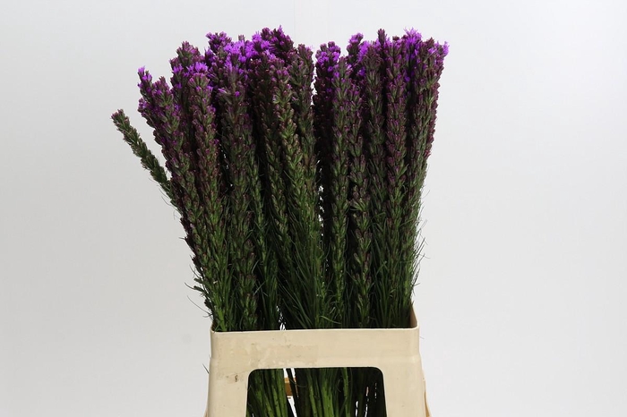 <h4>Liatris Callilepis</h4>