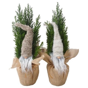 Cham Law Ellwoodii (PTK25211) Jute + Deco