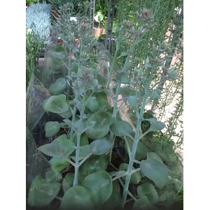 Kalanchoe Kusiformis