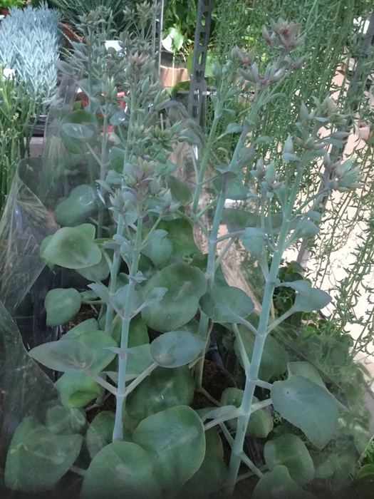 <h4>Kalanchoe Kusiformis</h4>
