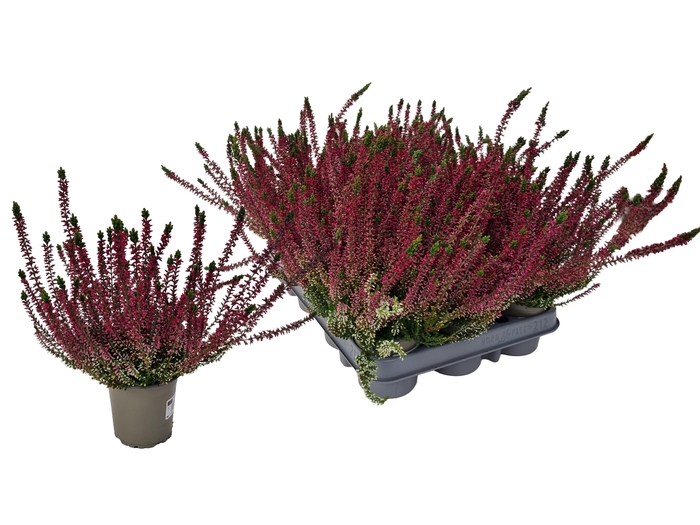 <h4>CALLU WIBOS ROT</h4>