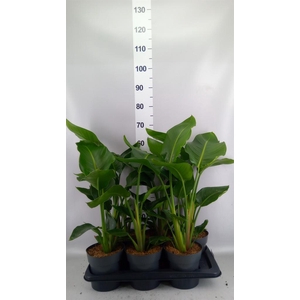 Strelitzia nicolai