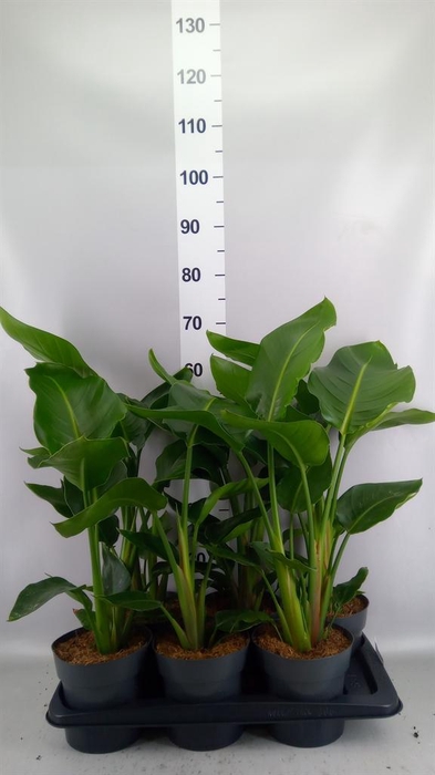 <h4>Strelitzia nicolai</h4>