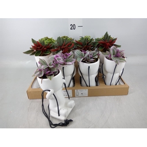 Arr.   Kamerplant Groen L%