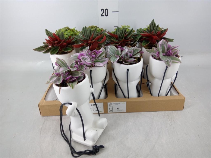 <h4>Arr.   Kamerplant Groen L%</h4>