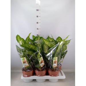 Dieffenbachia  'Compacta'