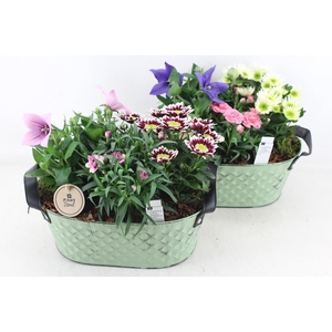 arr4 Outdoor PL - Zink old green ovaal