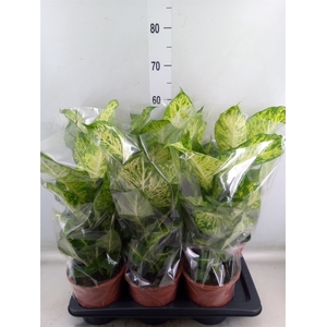 Dieffenbachia  'Mars'