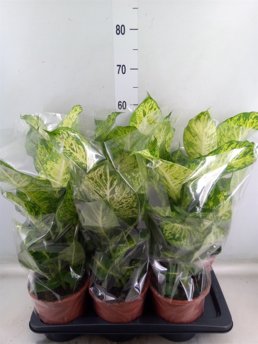 <h4>Dieffenbachia  'Mars'</h4>
