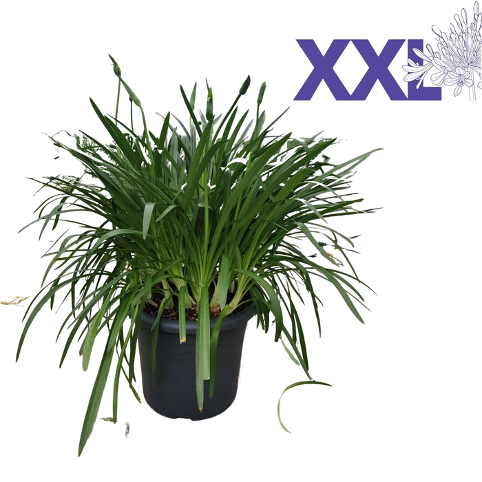 <h4>Agapanthus wit pot 40 doorbl. grootbl. XXl knop in gewas</h4>