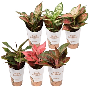 Aglaonema Star Collection