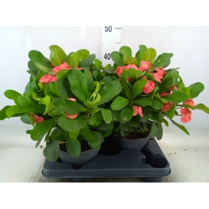 Euphorbia milii   ...