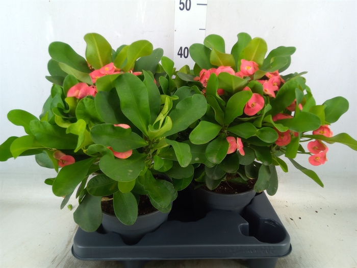 <h4>Euphorbia milii   ...</h4>