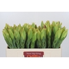 Leucadendron Procerum