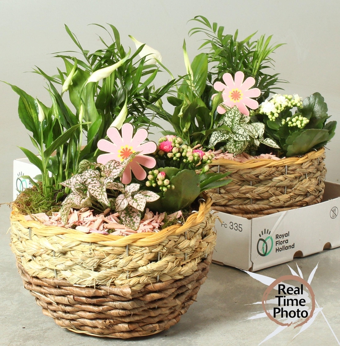 <h4>ARR KAMERPL</h4>