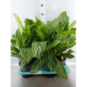 Aglaonema  'Stripes'