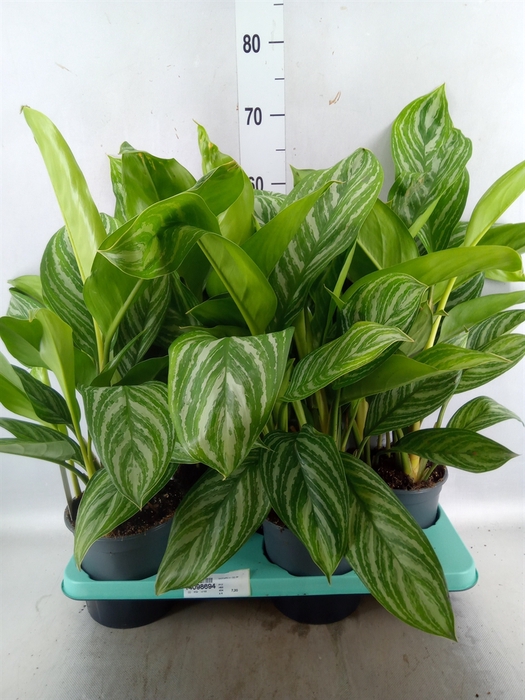 <h4>Aglaonema  'Stripes'</h4>