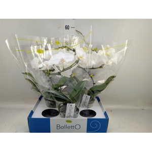 Phalaenopsis   ...white
