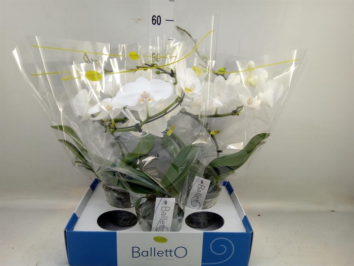 <h4>Phalaenopsis   ...white</h4>