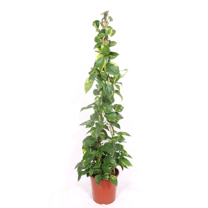 Epipremnum pinnatum Aureum