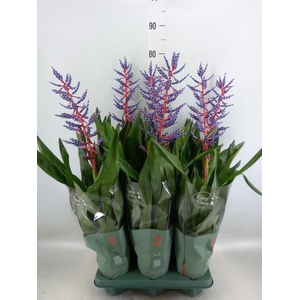 Aechmea  'Blue Rain'