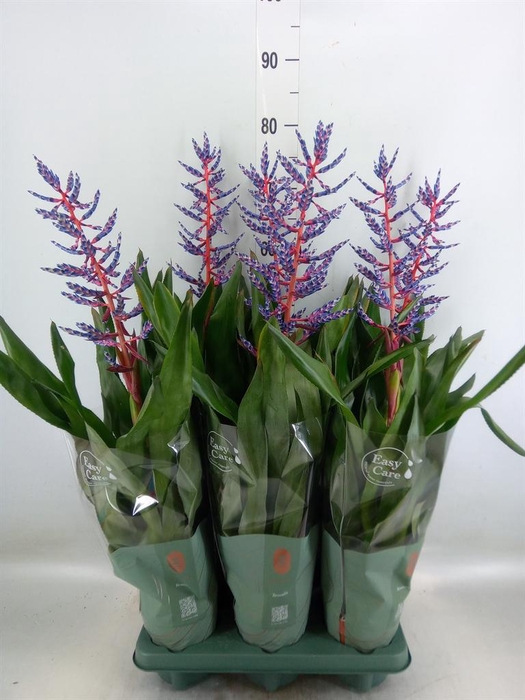 <h4>Aechmea 'Blue Rain'</h4>