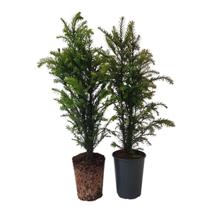 Taxus baccata (zonder etiket)