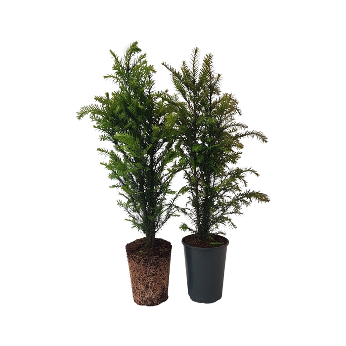 <h4>Taxus baccata (zonder etiket)</h4>