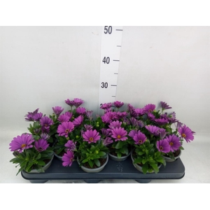 Osteospermum  'Senorita Tanja'