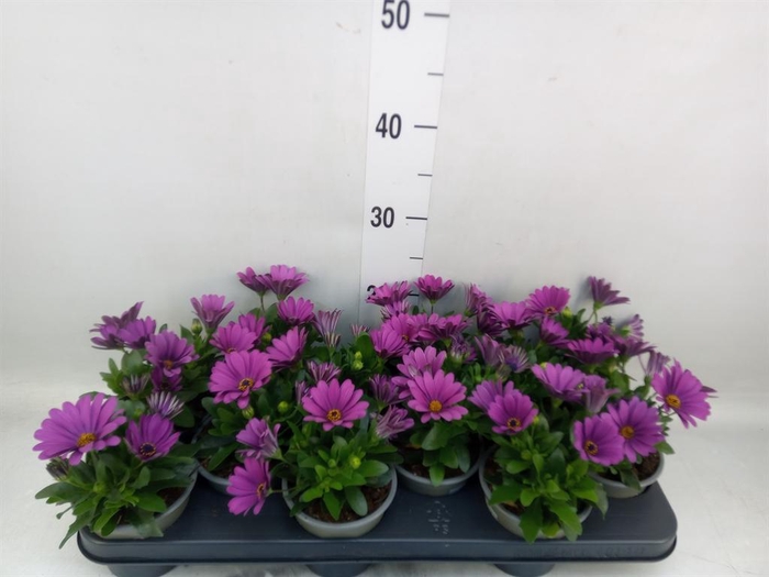 <h4>Osteospermum 'Senorita Tanja'</h4>