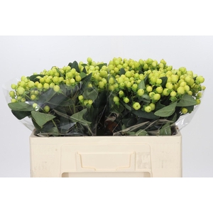 Hypericum Smiley Romance
