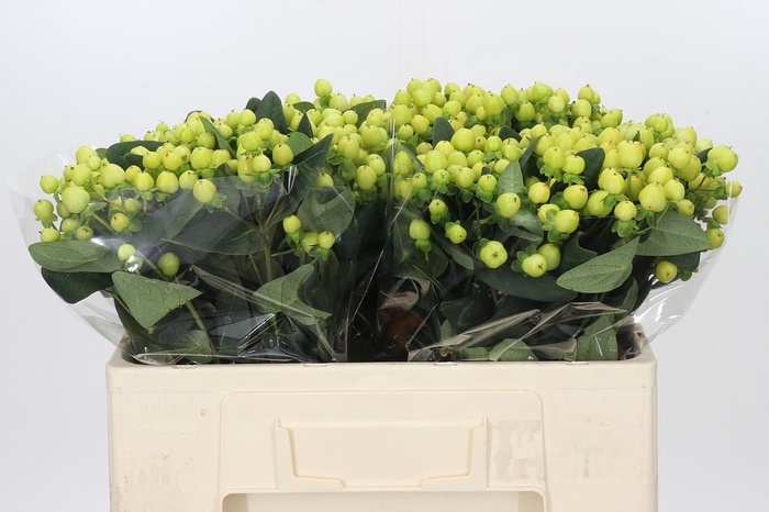 <h4>Hypericum Smiley Romance</h4>