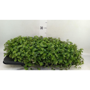 Callisia repens