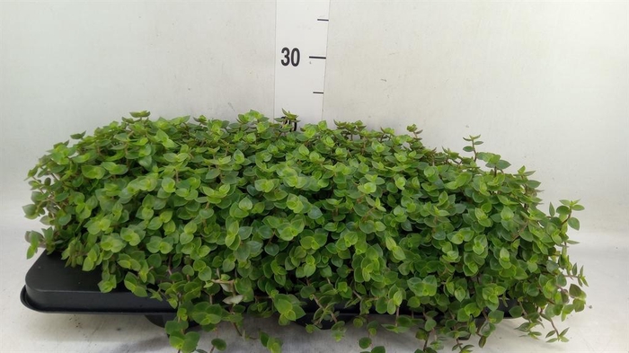 <h4>Callisia repens</h4>
